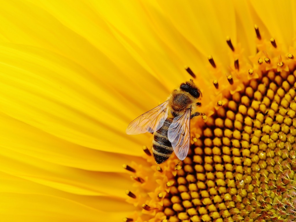 bee